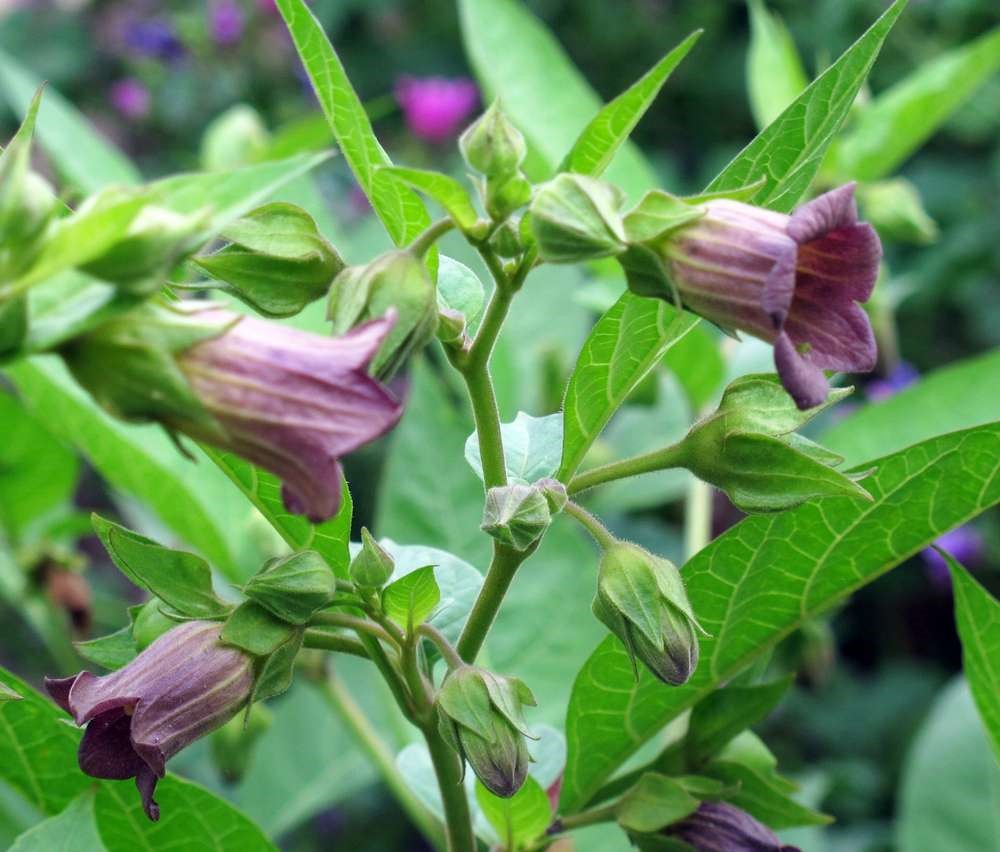 PharmApp tweet media