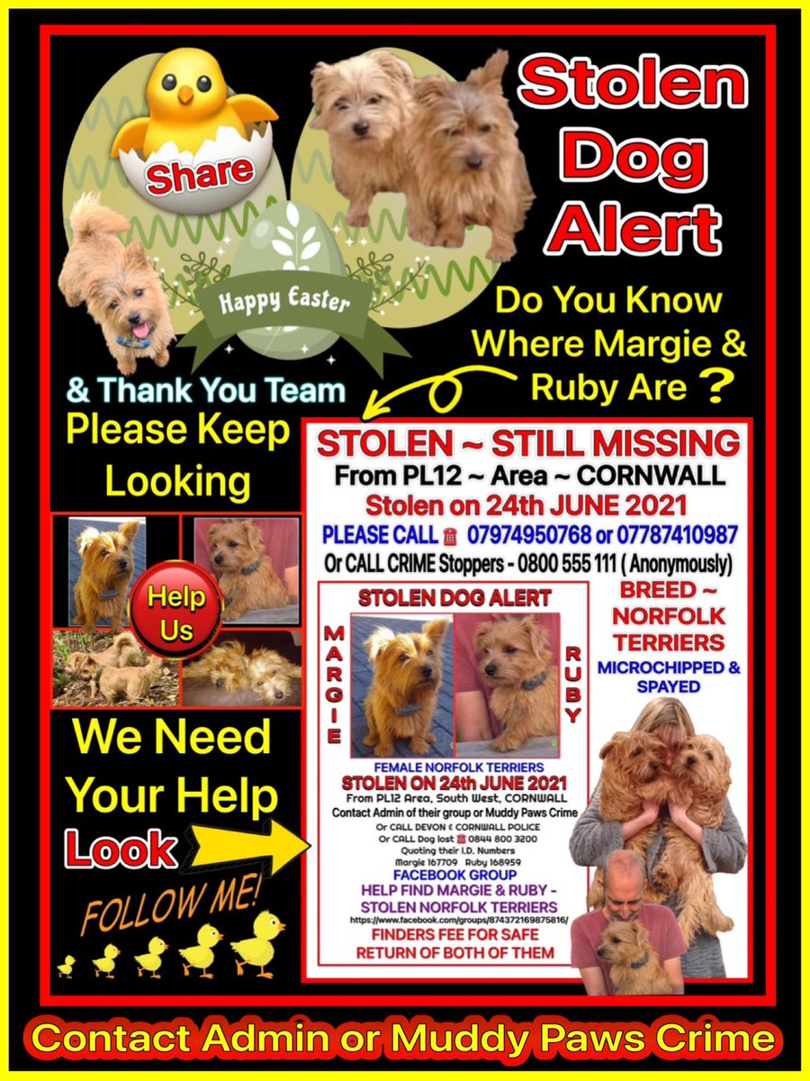 FindMargieruby's tweet photo. #Easter #Sunday! A miracle day after the horror of Good Friday and the waiting on Saturday. We've waited long enough. Iβm hoping for a day of miracles today, for lots of stolen #dogs β for #StolenMargieandRuby and so so many others. Let them go #home Make it a happy Easter πππ’ https://t.co/qCgs8sjPuf