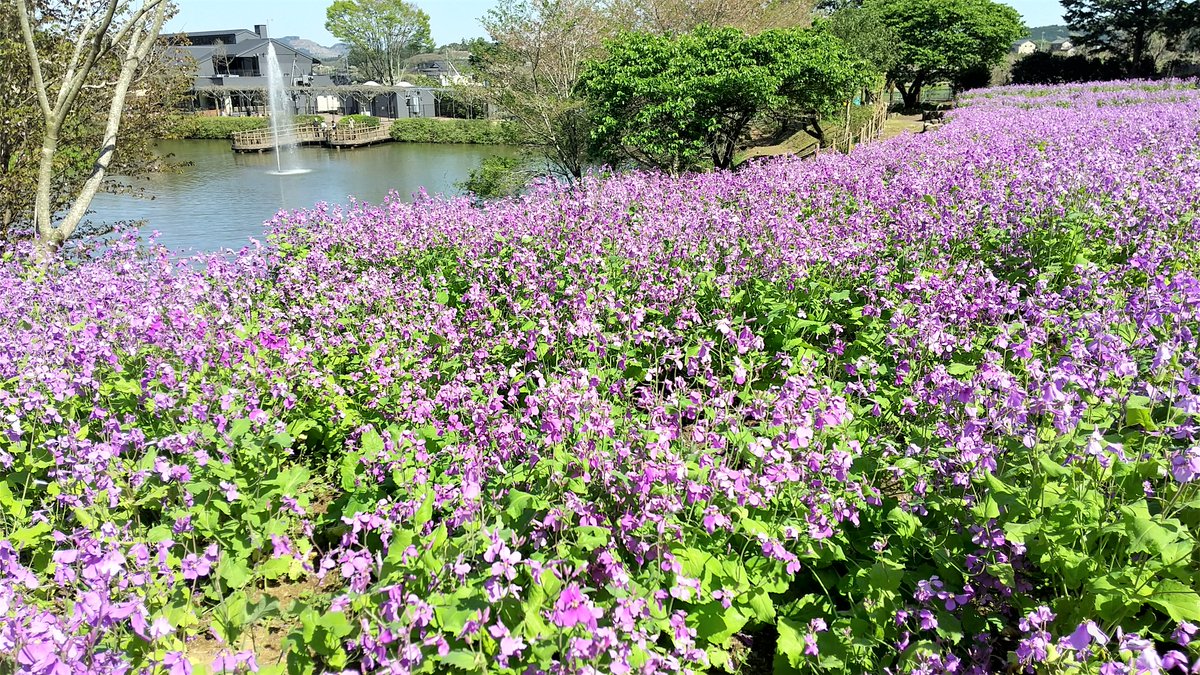 茨城県フラワーパーク(23.4.9)
いい天気につられ散歩に行ったら、もう色々な花が咲いていました。
#茨城県フラワーパーク　#ポピー　#八重桜　#ヤマブキ　#ムラサキハナナ　
#IbarakiFlowerPark #Nekobach