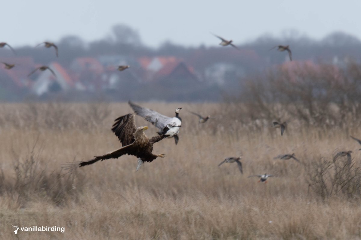 Still buzzing from this spectacular experience! #Whitetailedeagle catching a barnacle goose in mid flight with an uppercut-roundhouse kick kinda move!
near #Ribe in #Denmark.
