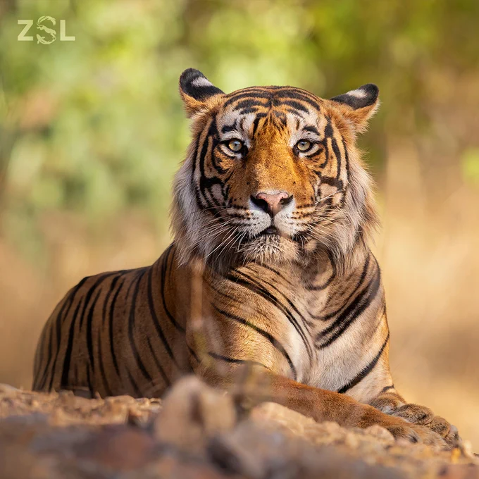 Adult Bengal tiger close-up lying down