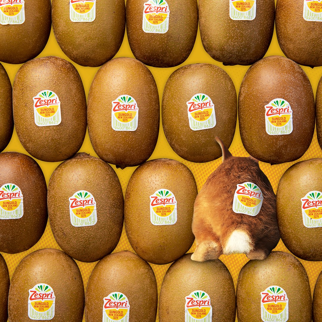 One of these kiwis is not like the others! Hope your Easter is as sweet as our Zespri SunGold kiwifruit. 🥝💛​

#kiwi #SunGoldkiwi #Zespri #Easter #EasterBunny