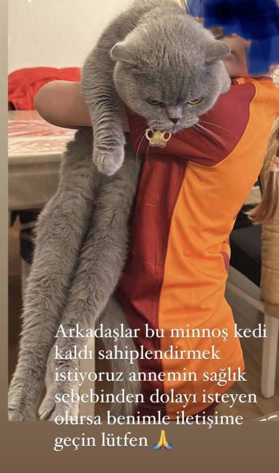 Arkadaşlar çok yakın bir arkadaşımın iletisi. 4 yaşında bu güzel British Shorthair kızı sahiplendirmek istiyor. Lütfen paylaşır mısınız? #izmir #kedisahiplendirme 
<a href="/NejlaMocan/">Nejla Eroğlu Mocan</a>