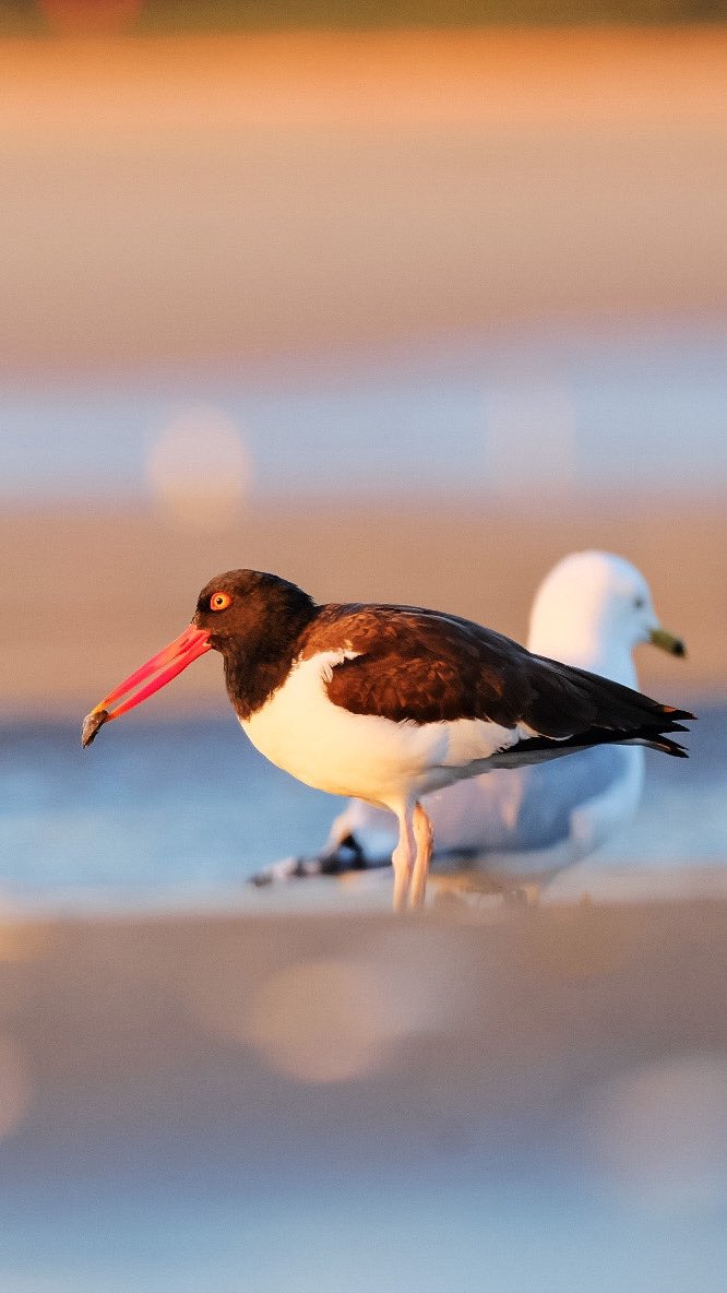 Oyster catcher at orchard beach this Easter morning @audubonsociety @AudubonNY @wcaudubon @PelhamBayPark @FujifilmX_US