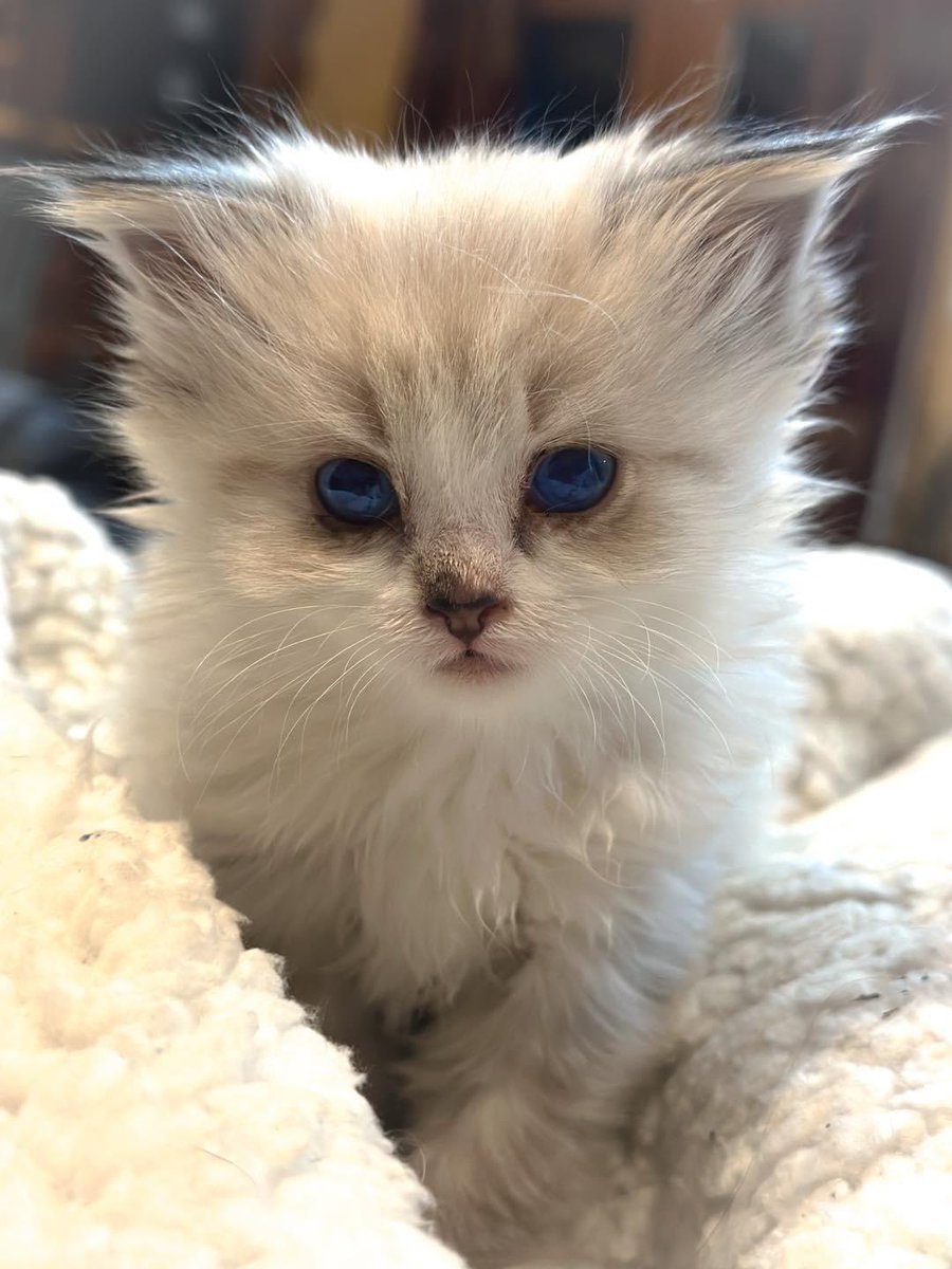 Lauren Boebert tweet media