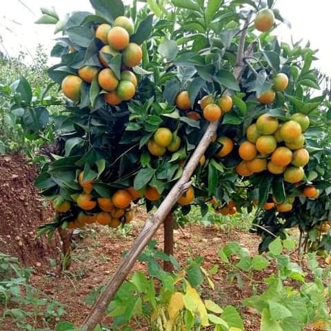 jayjunior1999's tweet photo. The so called kilimo biashara...
Pixie orange,the only well known cash crop known in kamba land https://t.co/DW8vD0TH9M