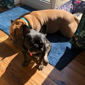 HopeRescue's tweet photo. Iris the ex-breeding #FrenchBulldog has found the most lovely home with Sid, a previously adopted Hope Rescue dog who came in to our care as part of a seizure for illegal ear-cropping. How wonderful that Sid is paying it forward and helping another dog in need. #FlopNotCrop https://t.co/KMdlzIuaHE