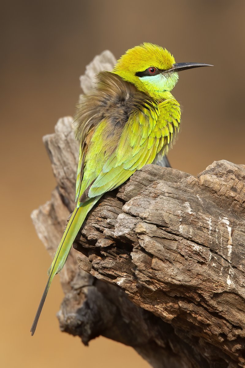 @sykesjeff Green Bee-Eater, Bandhavghar, India