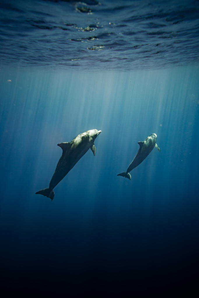 Dolphin_Project: Our mission remains the same as it was when Dolphin Project was founded on Earth Day in 1970: #LetsProtectDolphinsTogether 🐬 But this goes beyond these animals – it also means conserving their environments 🌎 🌊 Get involved at: …
