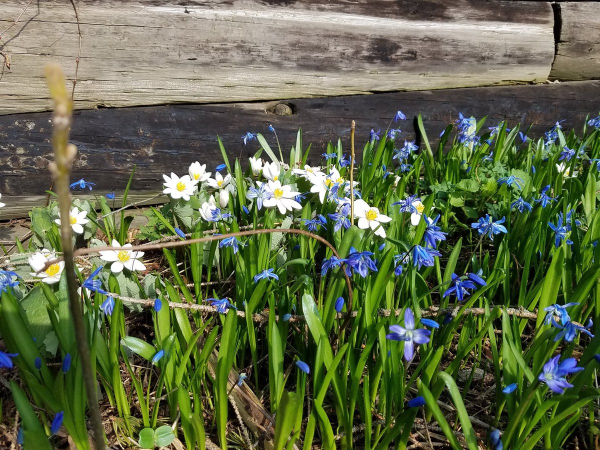 May spring time flowers, bring happy hours. #EasterGreetings 🐇