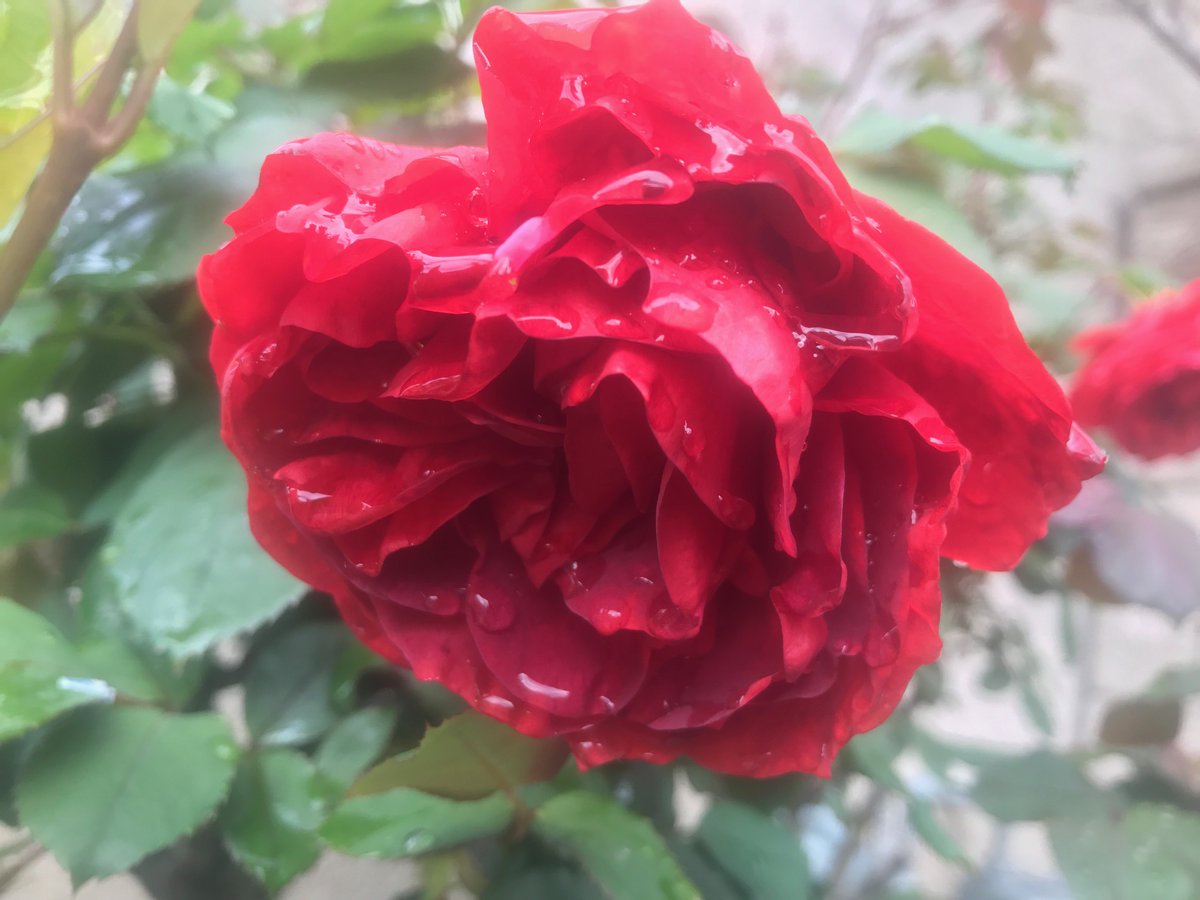 MpBCGA's tweet image. A moment of calm in the cancer chaos. Good morning. #MpBC