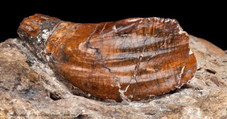 fernanda castano tweet media