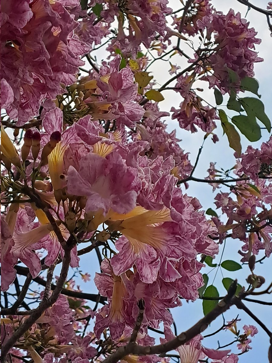 DmPlantas's tweet photo. #macuilis https://t.co/jOjA1DAHx1