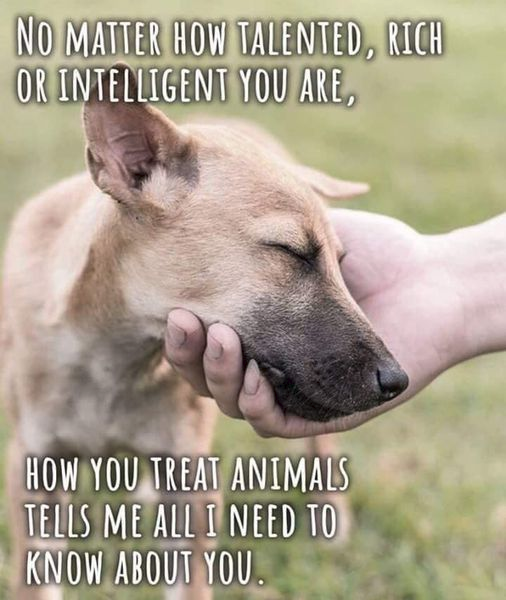 woofknight's tweet photo. https://t.co/W7wBtR2ifa