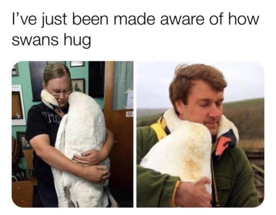 WholesomeMeme's tweet photo. https://t.co/wxly93r7En