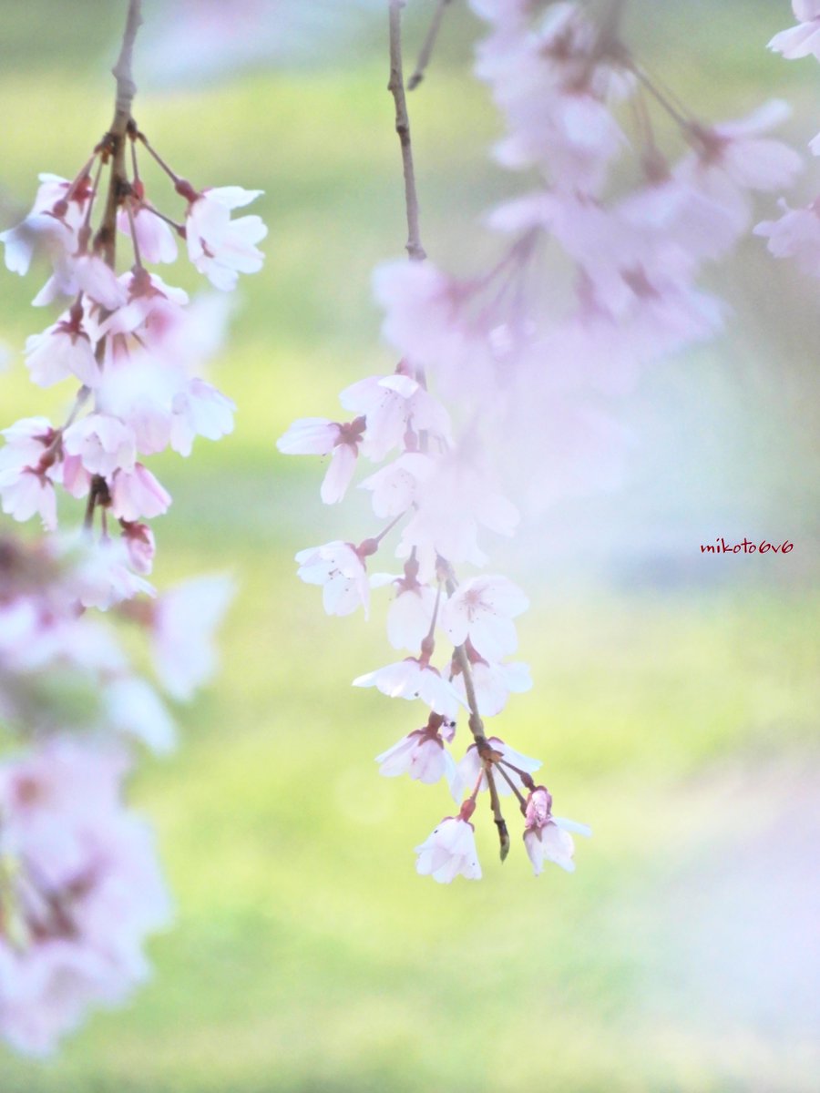 mamakun_6v6's tweet photo. 振り返れば
優しい春色世界 🌸🍃🙂
　
桜 (サクラ)
枝垂れ桜 (シダレザクラ)
#Sakura #CherryBlossom 
　
📸 Nikon COOLPIX A900 
#私とニコンで見た世界 
#写真で伝えたい私の世界 
#キリトリセカイ 
#Mikotography #coregraphy https://t.co/T7lggyJeNS