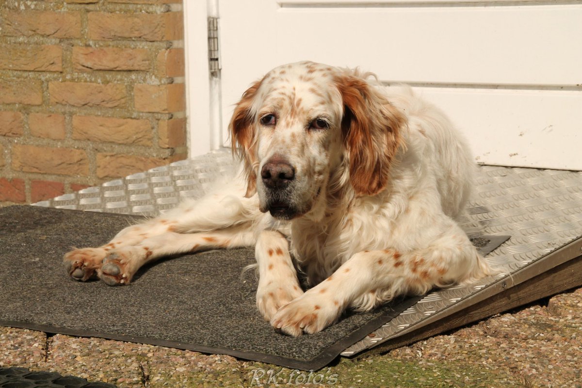 DeRavissante's tweet photo. Lieve, zachtaardige, super sociale Ginger zoekt dito nieuwe eigenaar. Ze is 10 jaar en verblijft bij een gastgezin. Ze is helemaal klaar voor die nieuwe eigenaar met een gouden mand voor deze Engelse Setter dame. 

RT = ❤️❤️ Dank namens Ginger 🙏 https://t.co/Ym79wWarpN
