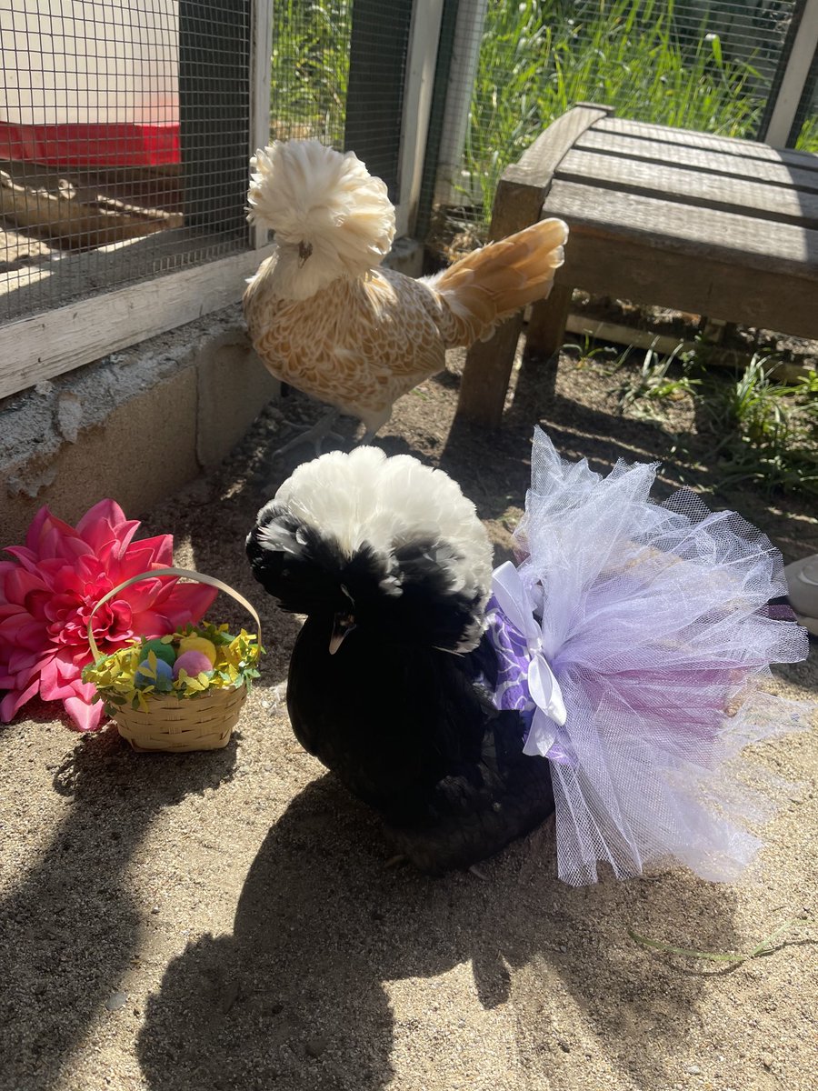 HeatherThomasAF's tweet photo. Happy Easter https://t.co/RHgNzKvunu