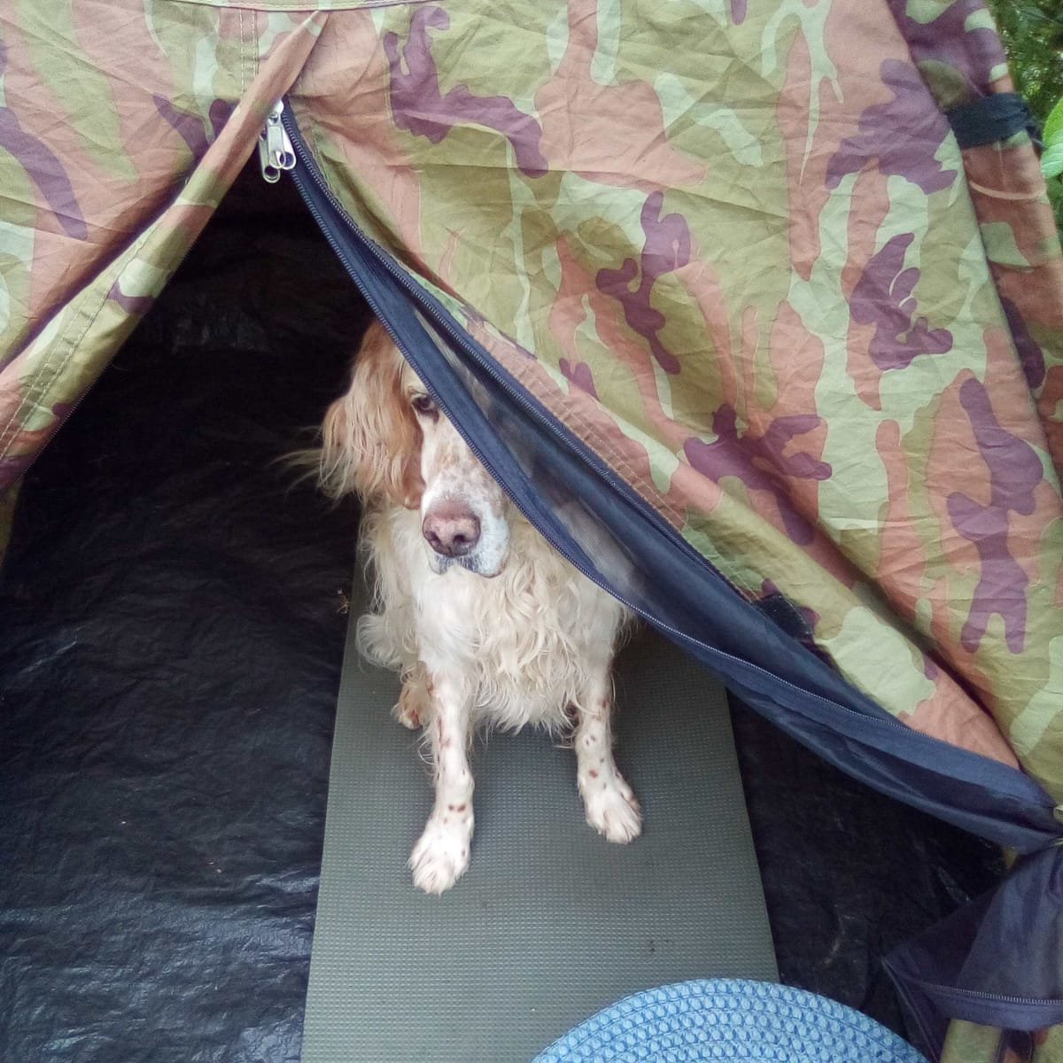 DeRavissante's tweet photo. Lieve, zachtaardige, super sociale Ginger zoekt dito nieuwe eigenaar. Ze is 10 jaar en verblijft bij een gastgezin. Ze is helemaal klaar voor die nieuwe eigenaar met een gouden mand voor deze Engelse Setter dame. 

RT = ❤️❤️ Dank namens Ginger 🙏 https://t.co/Ym79wWarpN