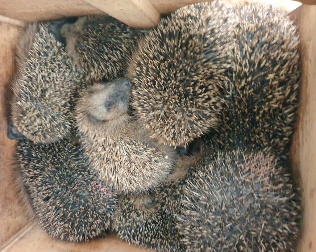 wildtierhilfeKG's tweet photo. Ich find den Thread nicht mehr und mache jetzt einfach wieder einen 🥲😂

Was tun bei Igelfund?
Igel sind immer Notfälle wenn:
-sie tagaktiv sind
-sie einen Hungerknick haben 
-hochbeinig laufen
-Augen tränen
-Fliegen sie umschwirren
-sie torkeln, humpeln oder anderweitig https://t.co/YgUQTq7yDV