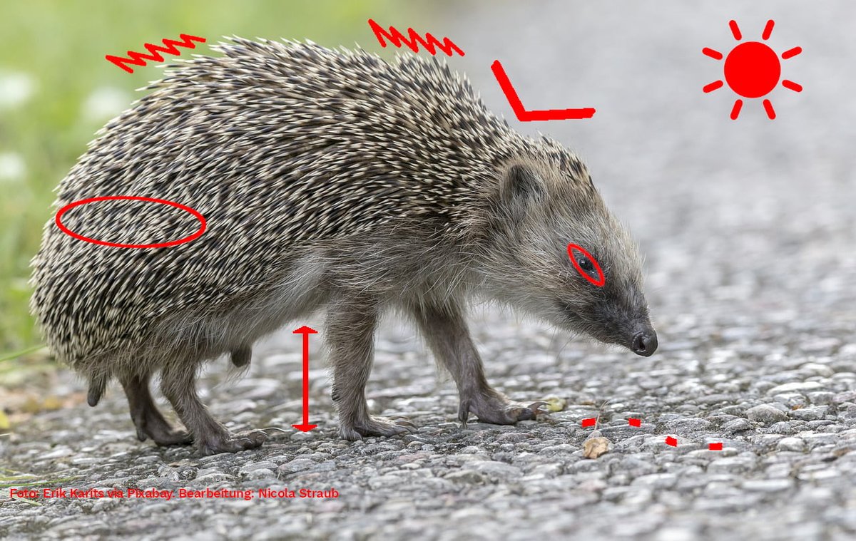 Ich find den Thread nicht mehr und mache jetzt einfach wieder einen 🥲😂

Was tun bei Igelfund?
Igel sind immer Notfälle wenn:
-sie tagaktiv sind
-sie einen Hungerknick haben 
-hochbeinig laufen
-Augen tränen
-Fliegen sie umschwirren
-sie torkeln, humpeln oder anderweitig