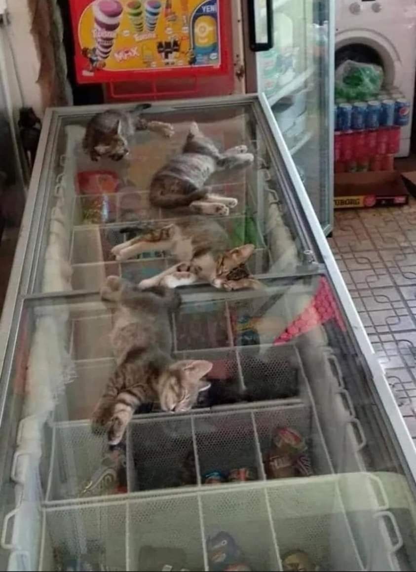 kochengfs's tweet photo. 🐈‍⬛ kucing bekasi https://t.co/TdcpMqY6Nw