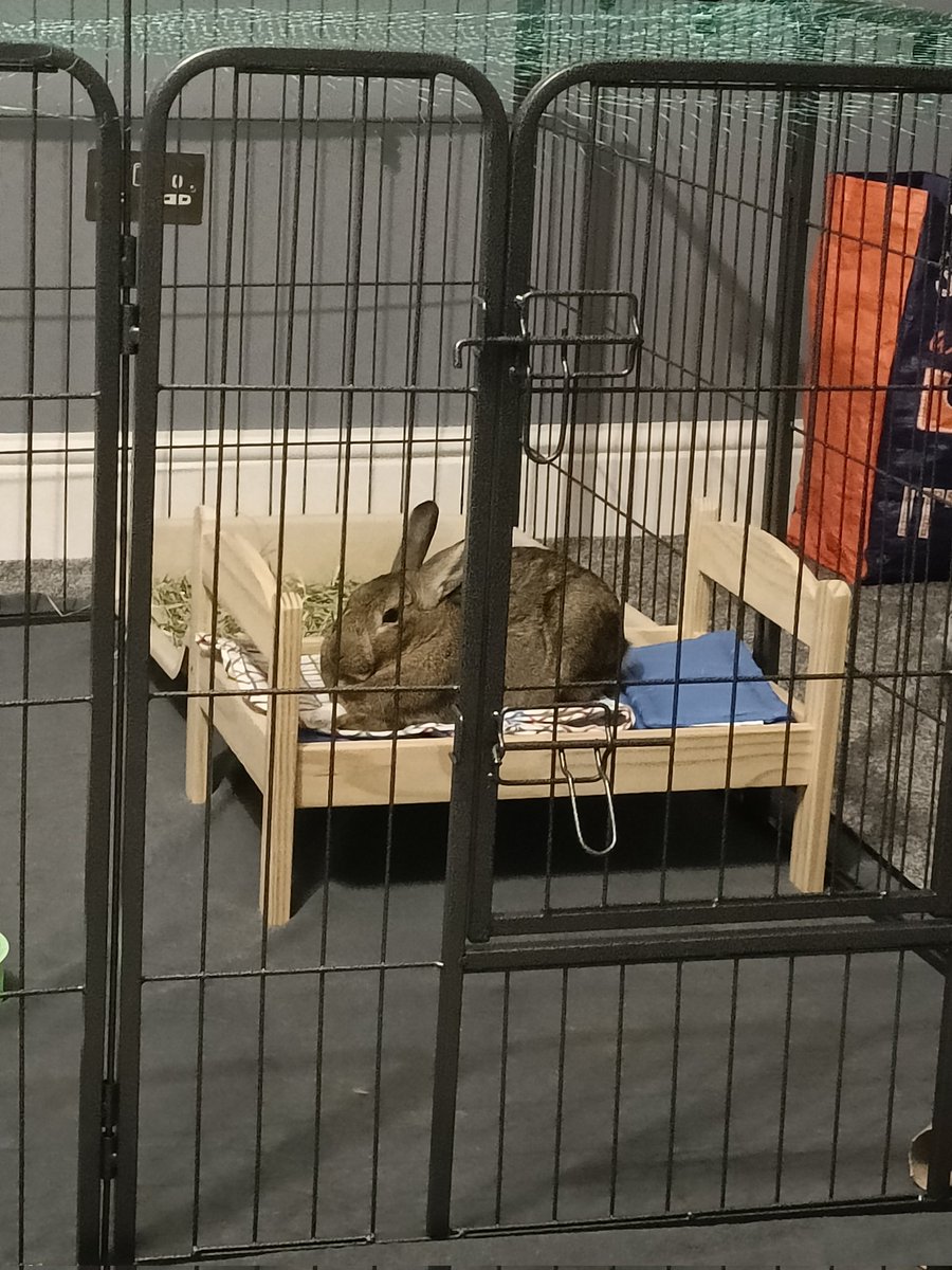 PotatoMcWhiskey's tweet image. A good girl in her new enclosure