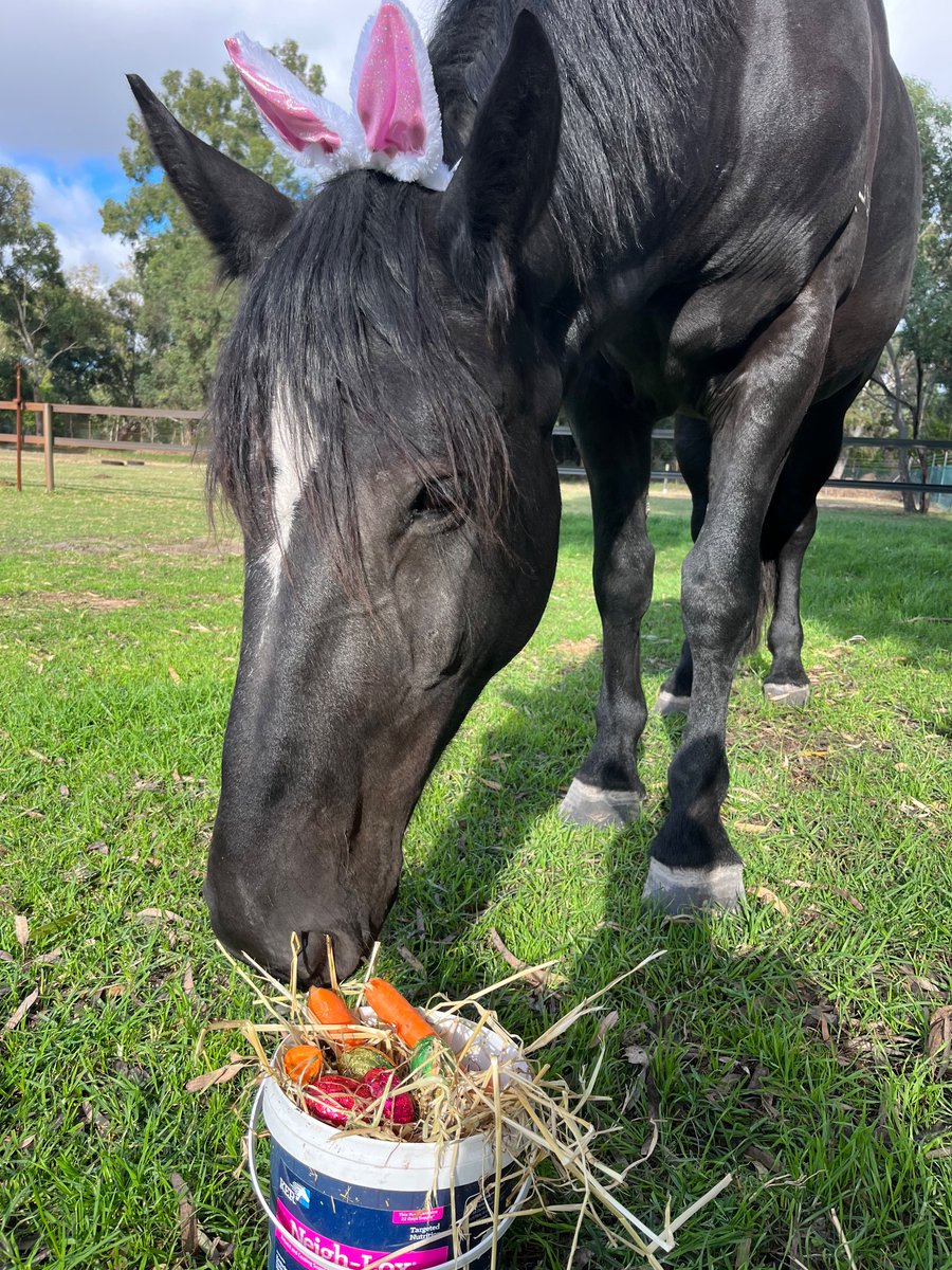 WA Police Force Mounted tweet media
