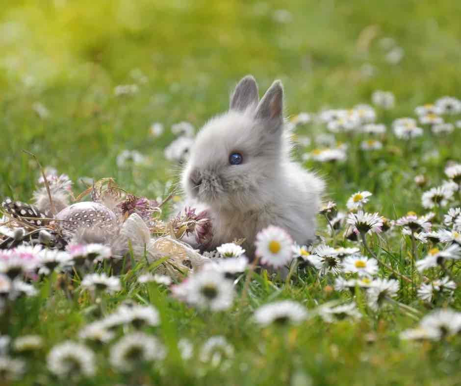 Forme_et_Zen's tweet photo. Beau week-end de Pâques à tous ✨🌞🌸🐣 https://t.co/CPSepTqVPf