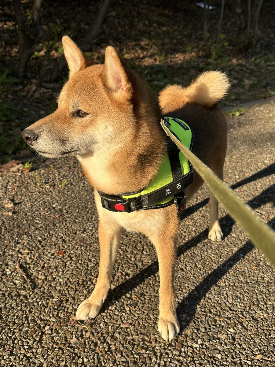 tarotenhanasora's tweet photo. 午後からドッグランへ🐕🐕🐕🐕
今日も沢山のワンちゃん達に遊んでもらえてご満足な4柴ちゃん💕
ドッグラン用にハーネスを新調しました❣️
#petcanva さんのハーネスです。
名前がついてるとランだと何かと便利でこれにして良かった😊👍

#新宝緑地ドッグラン 
#ドッグラン用ハーネス

#柴犬　#豆柴 https://t.co/dxR3mbqF4v