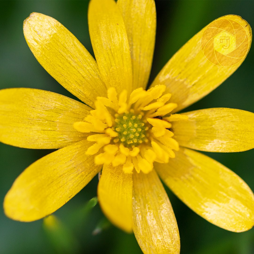 LJProductions96's tweet photo. Lil flower. 
•
•
#flower #flowerphotography https://t.co/tjOJMnm8tK