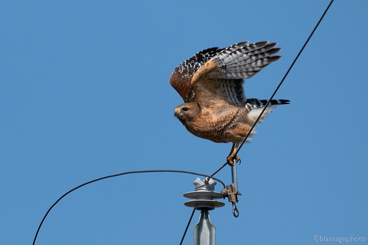 SJCKettleLakes's tweet photo. Red-shouldered Hawk hunting the perimeter of Elbel Park.
#Birdsofprey #RedShoulderedHawk #raptors https://t.co/NkmhKKguaG