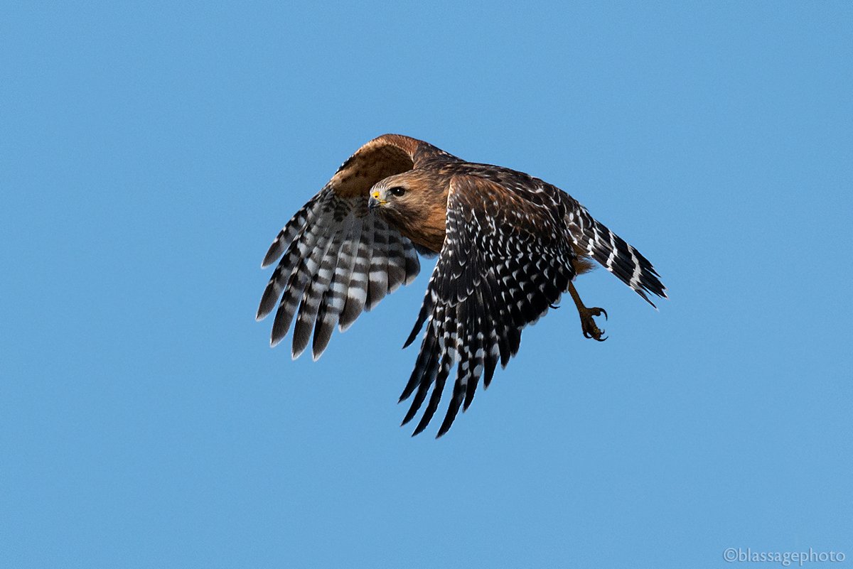 SJCKettleLakes's tweet photo. Red-shouldered Hawk hunting the perimeter of Elbel Park.
#Birdsofprey #RedShoulderedHawk #raptors https://t.co/NkmhKKguaG