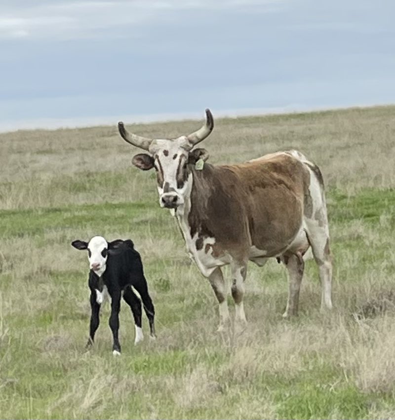 Calves are dropping. Here’s one of our favorite young cows with her 2023 heifer calf. #baby #calf #NewLife #ranching #life #cows