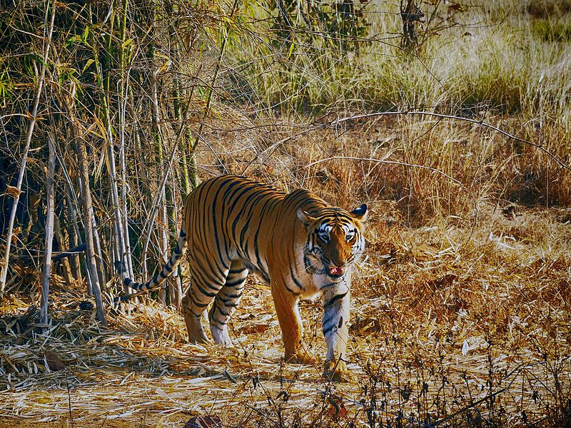 TheIndiaReview's tweet photo. 50 years of Project Tiger: Number of tigers in India rises to 3167  
#BandipurTigerReserve #IndiraGandhi #Narendramodi #PMModi #Projecttiger #Tigerconservation #Tigerpopulation

https://t.co/1FgGoBs2ov https://t.co/FHXy51IOmz