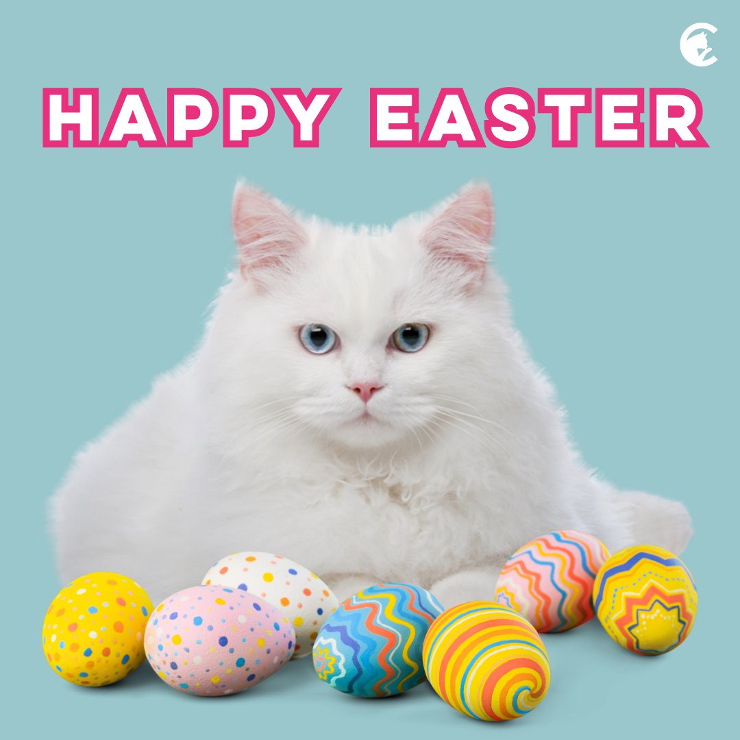 LDNCityKitties's tweet photo. Happy Easter 🌷🐰

#easterkitty #purryeaster #eastersunday #catoftheday #adoptdontshop #fostercats #catsarefamily #londoninnercitykitties https://t.co/nTBKU9VNxr