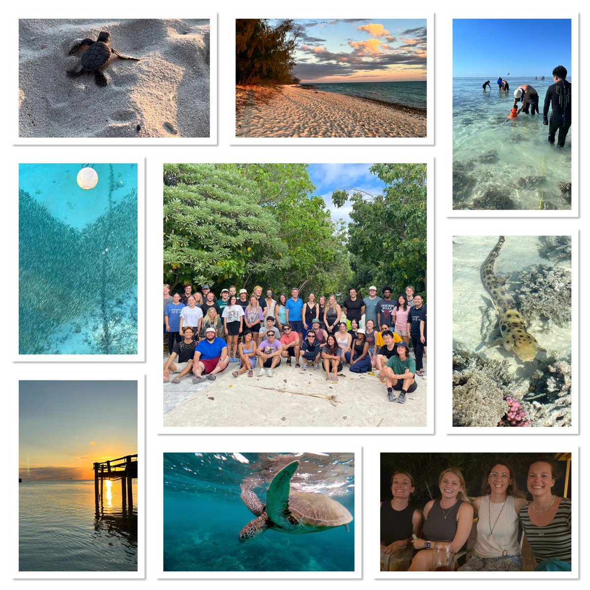 Coming full circle from student to TA after an incredible week of teaching @UTS_Science Coral Reef Ecology at @HIRS_UQ 🪸 It’s been super challenging, but extremely inspiring to be part of such an amazing team! 🏝️