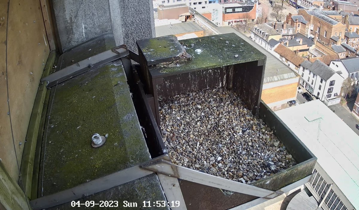 No eggs laid as yet for the Aylesbury peregrines aylesburyperegrine.co.uk