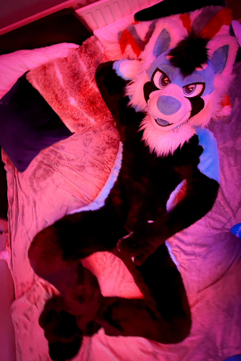 sparkpanda's tweet photo. Anyone else enjoy putting others in your fursuit and enjoying the view more than wearing it yourself? 😅🥵

Good panda: @CoopCollie https://t.co/EjbMMHBDEy