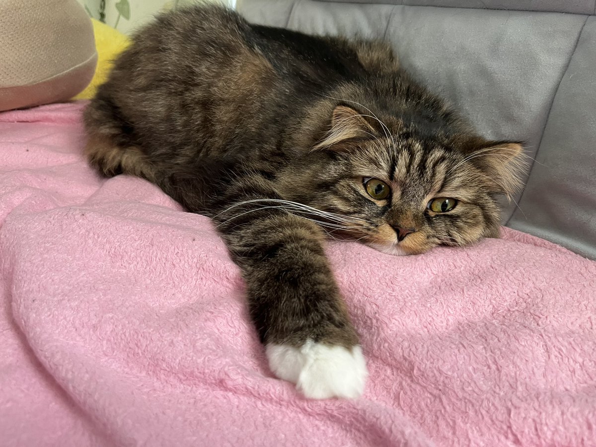 chima1204saibe's tweet photo. 🐱ちまひまなんだけど。
#かわいい #ねこ #サイベリアン #cats #猫好きさんと繋がりたい #今日のちま https://t.co/FCAX8u73pL