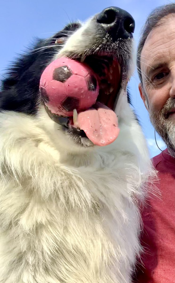 Flynn the Border Collie tweet media