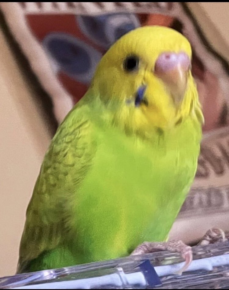 pipidarman_k's tweet photo. 御協力お願い致します‼️

#愛知県 #名古屋市 で迷子中の
#セキセイインコ の「リルちゃん」を知りませんか❓

お家でロロちゃんが待っています

近場で #保護 されているかも❓知れません

もし身近な方で2022.10.8以降、届出を知らなく飼っている方がお���ましたら、ご連絡下さい

#拡散希望 #再会希望 https://t.co/Yuk4VUvOwM