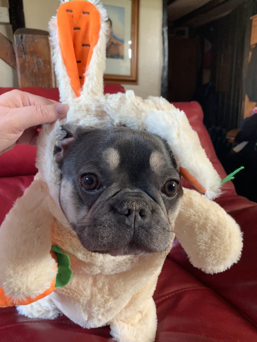 PebblesFrenchie's tweet image. Happy Easter 🐰 (I look more like a lamb than an Easter bunny as my ears wouldn’t stand up #frenchieproblems) #HappyEaster #Frenchie #frenchbulldog #EasterBunny