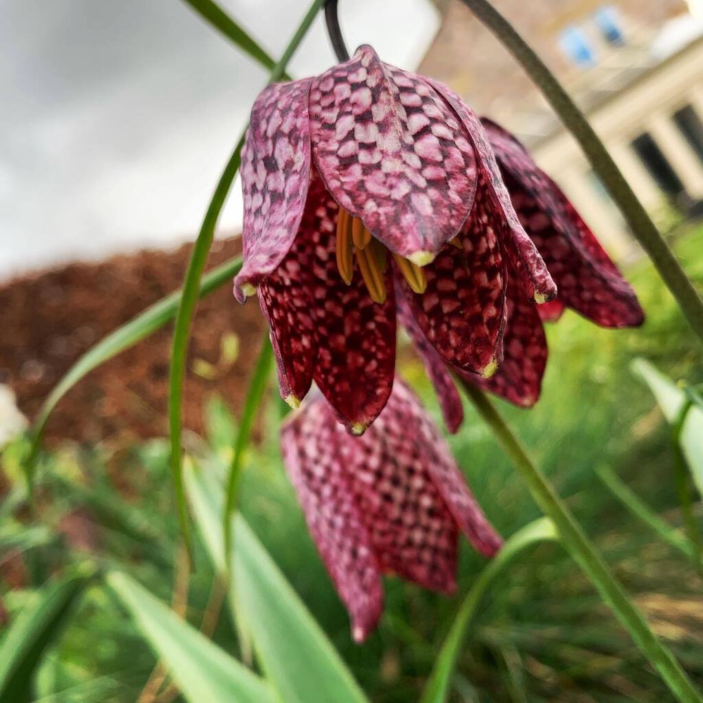 _howardjames's tweet photo. Fritillaria meleagris dancing in the Spring sunshine…

Wishing you all a very Happy Easter Sunday…
.
.
#easter #happyeaster #snakesheadfritillary #springishere #springgarden #flowersofinstagram #flowers #flowersofinstagram #flowerstagram #flowering #… https://t.co/0bBDeiwmi4 https://t.co/NBHdwRmDDh
