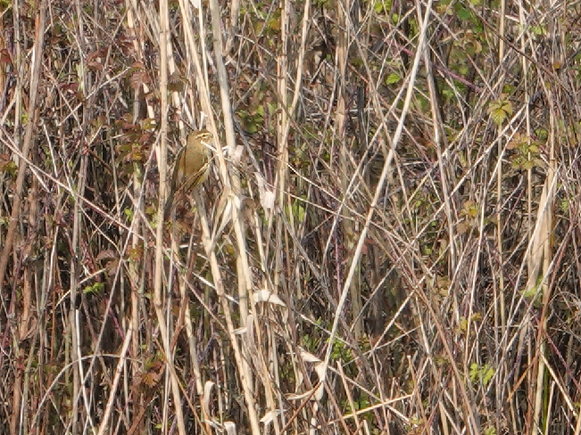 zeetekst's tweet photo. Na lang speuren in het riet waar zijn kenmerkende melodietje vandaan kwam, liet ie zich zowaar even zien: de #cetti's #zanger. 🎶 @vogelnieuws https://t.co/a99JFkYgBK https://t.co/zxYsjEG6ZK