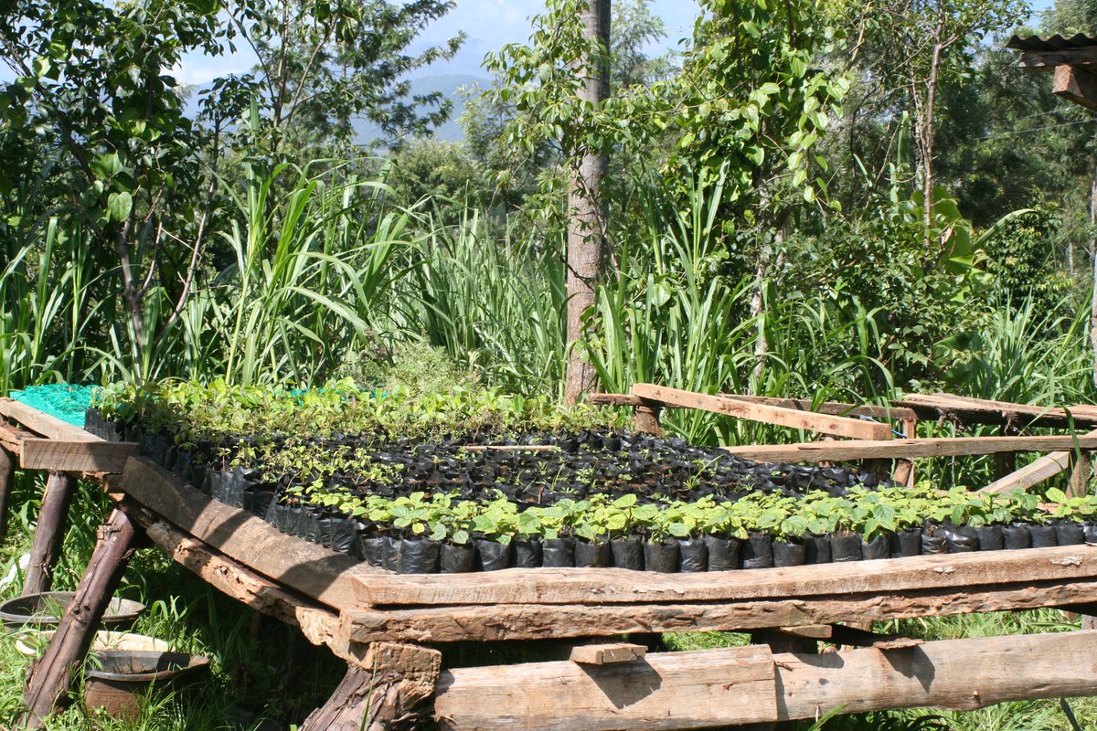 TIST Nurseries are founded &amp; run by farmers themselves, sometimes as a Small Group or Cluster effort between members who share the workload.

A number of these nurseries have become successful businesses for farmers &amp; they continue producing seedlings to distribute in their area.