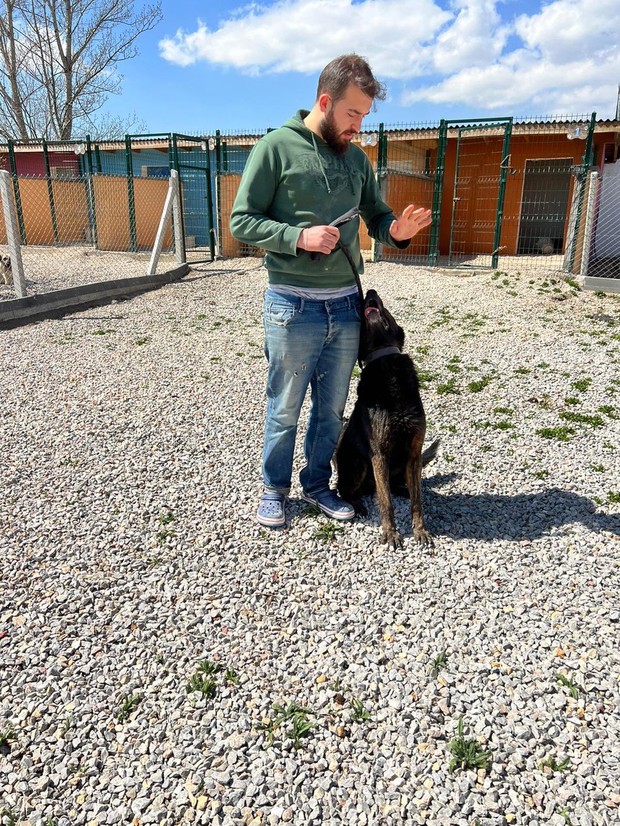 İşte beklenen an geldi ❤️ Tam 7 yıl dışkılarının içinde küçücük bir alanda yaşamaya çalışan, doğru dürüst güneş yüzü bile görmeyen Bold'a yuva arıyoruz. 
Kendileri 7 yaşlarında, erkek ve kısır Belçika Kurdu (Malinois).. Zamanında tüm temel itaat ve koruma eğitimlerini almış.