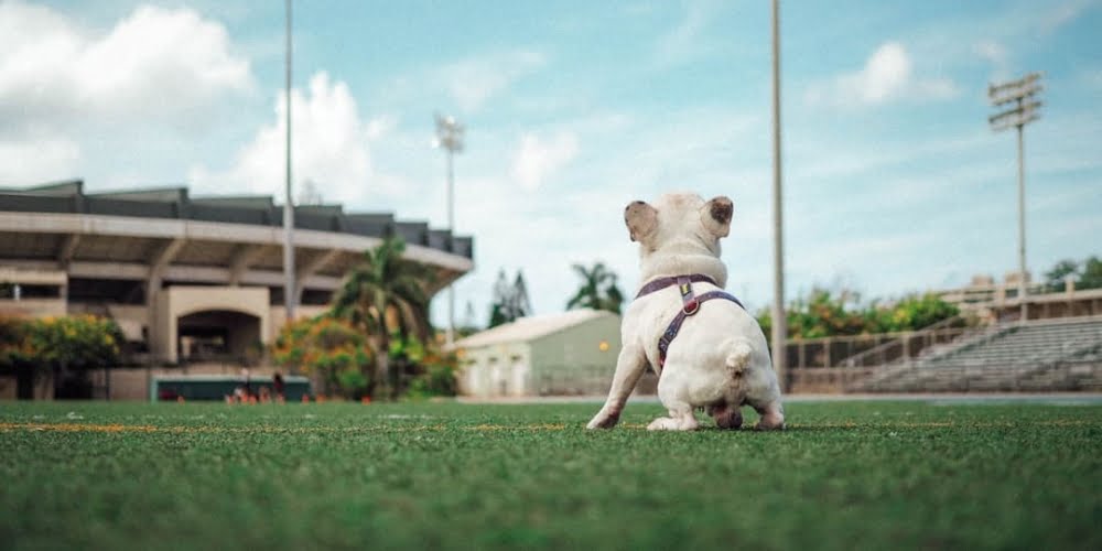 Bestdron tweet media