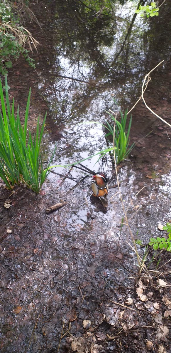 Vist pels voltants del llac de Banyoles.
Em podeu dir què és? 🙏🙏
<a href="/birdcatalunya/">Birding Catalunya</a> <a href="/sales_sergi/">sergi sales🎗</a>
