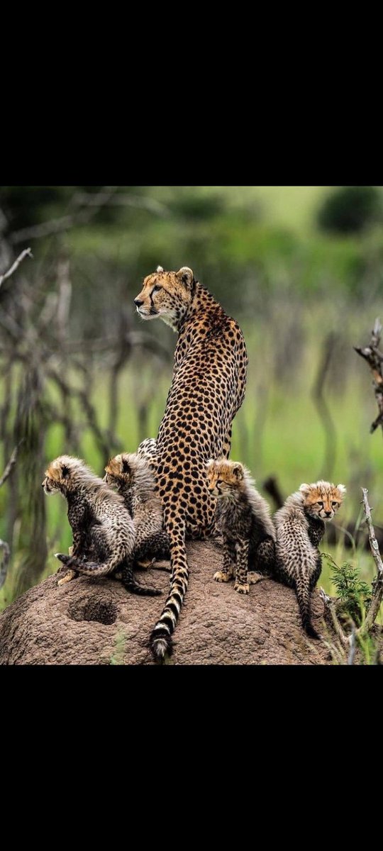 Eşsiz güzellikleriyle anne çita ve yavruları 🐆
#น้องนิวเวลาหม่ํา 
#ParisRoubaixFemmes